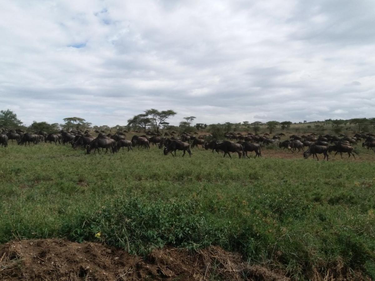 Seronera Wildlife Lodge Serengeti Bagian luar foto