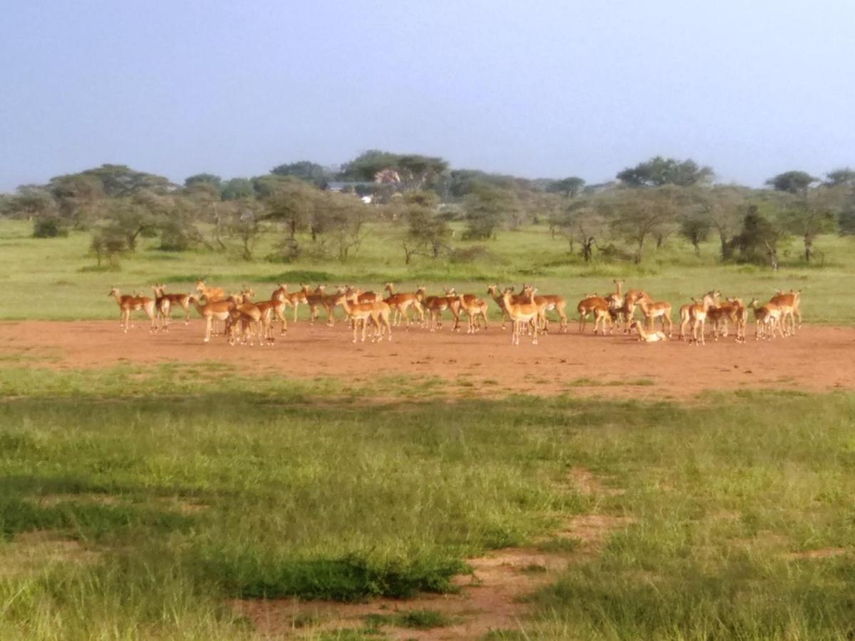 Seronera Wildlife Lodge Serengeti Bagian luar foto